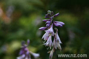 Summer flowers at Larnach Castle