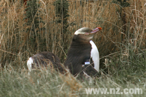 Penguins on the Otago Peninsula, Dunedin, New Zealand